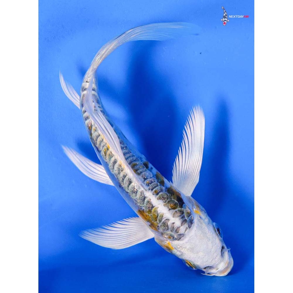 4.5” Imported Kin Kikokuryu Butterfly Koi