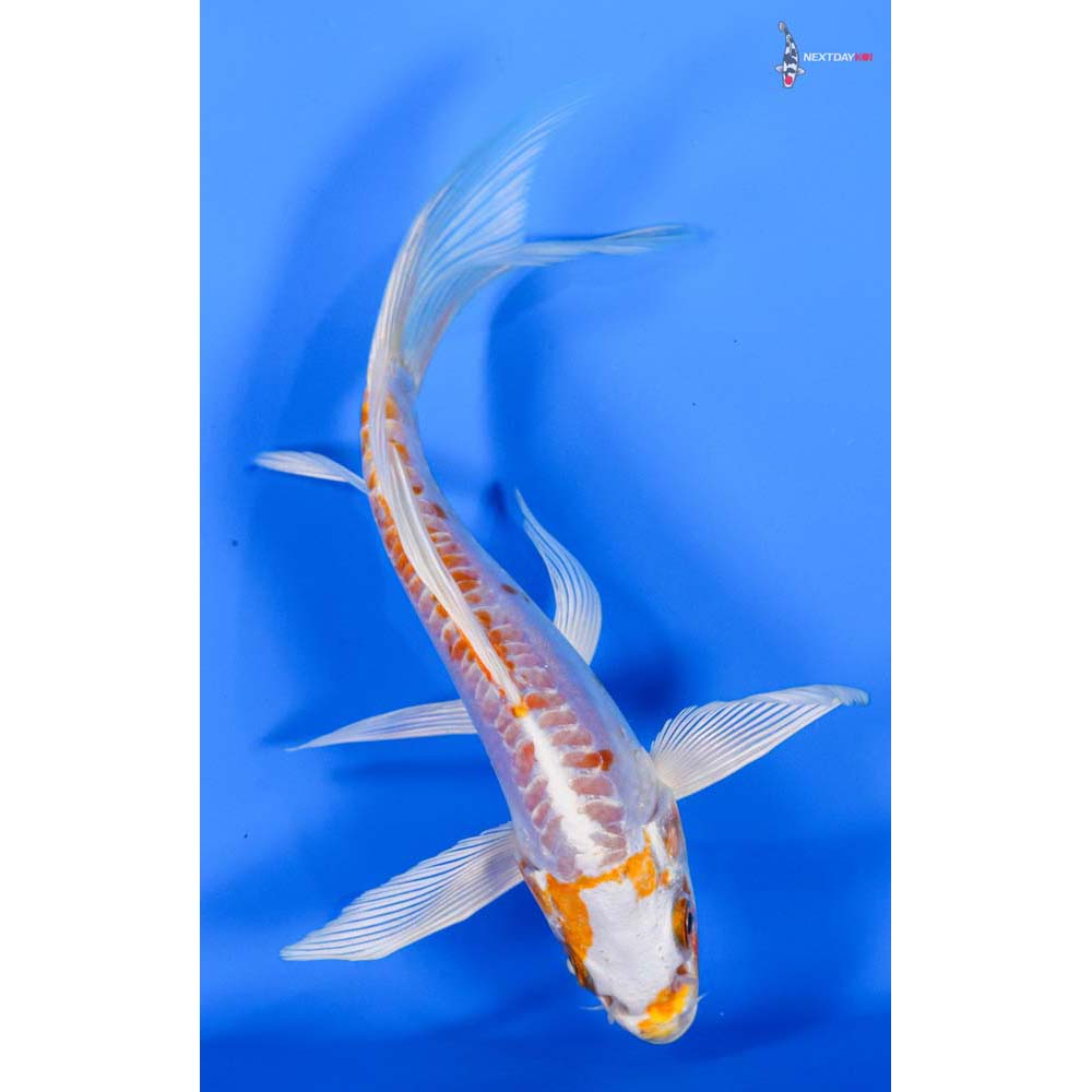 6” Imported Kikusui Butterfly Koi