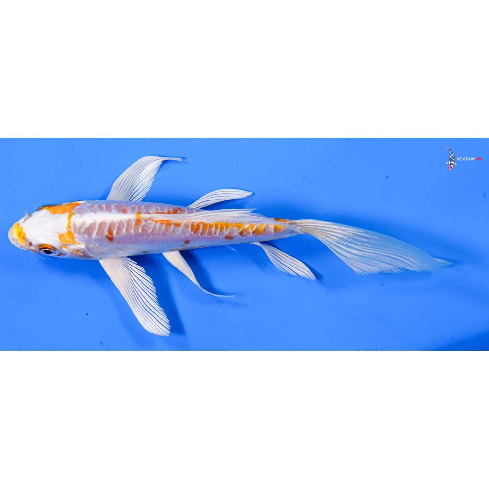 6” Imported Kikusui Butterfly Koi