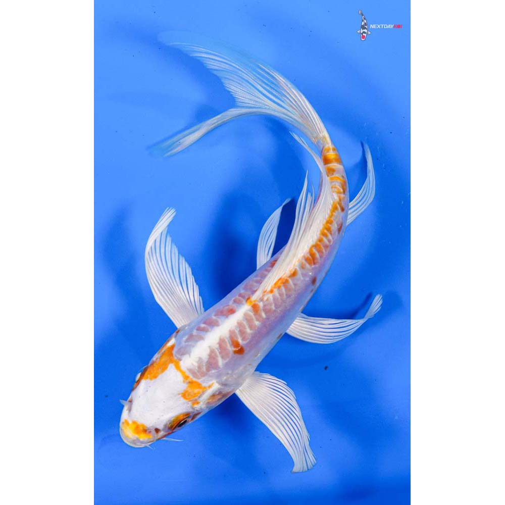 6” Imported Kikusui Butterfly Koi