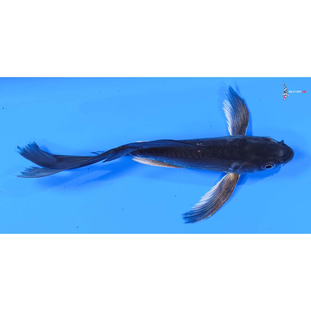 6” Imported Doitsu Hajiro Butterfly Koi