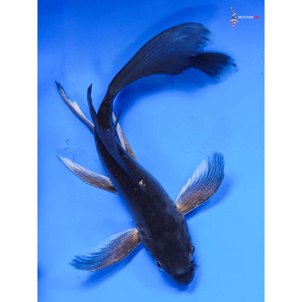 6” Imported Doitsu Hajiro Butterfly Koi