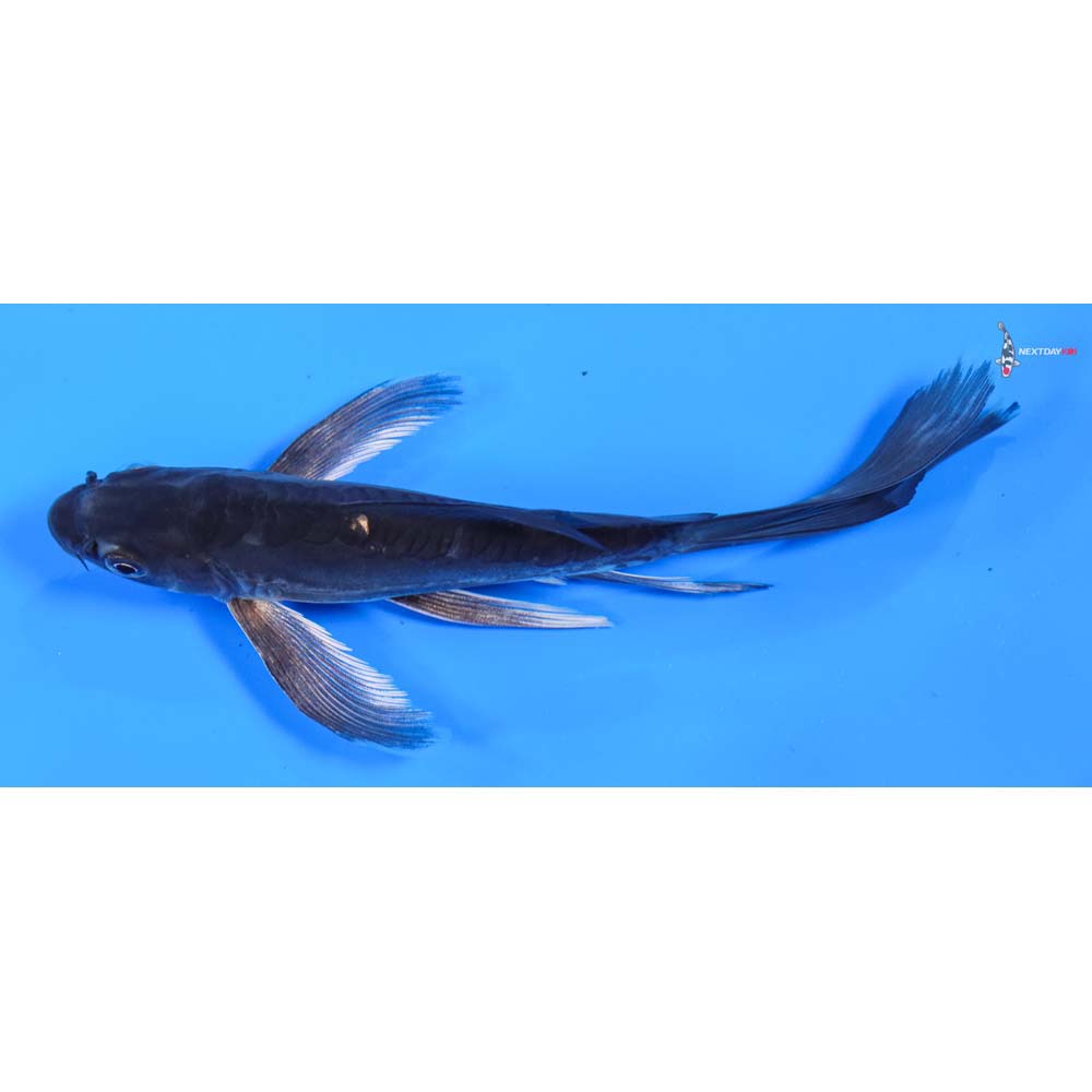 6” Imported Doitsu Hajiro Butterfly Koi