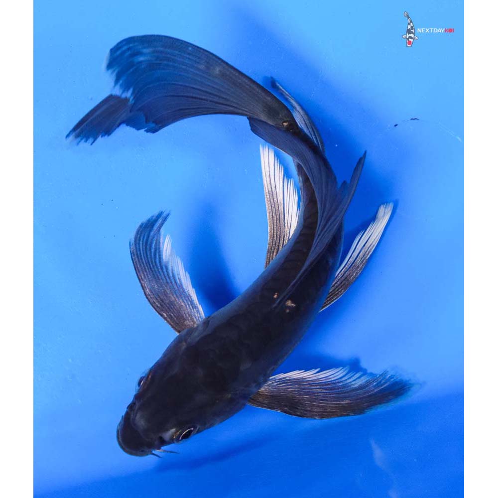 6” Imported Doitsu Hajiro Butterfly Koi