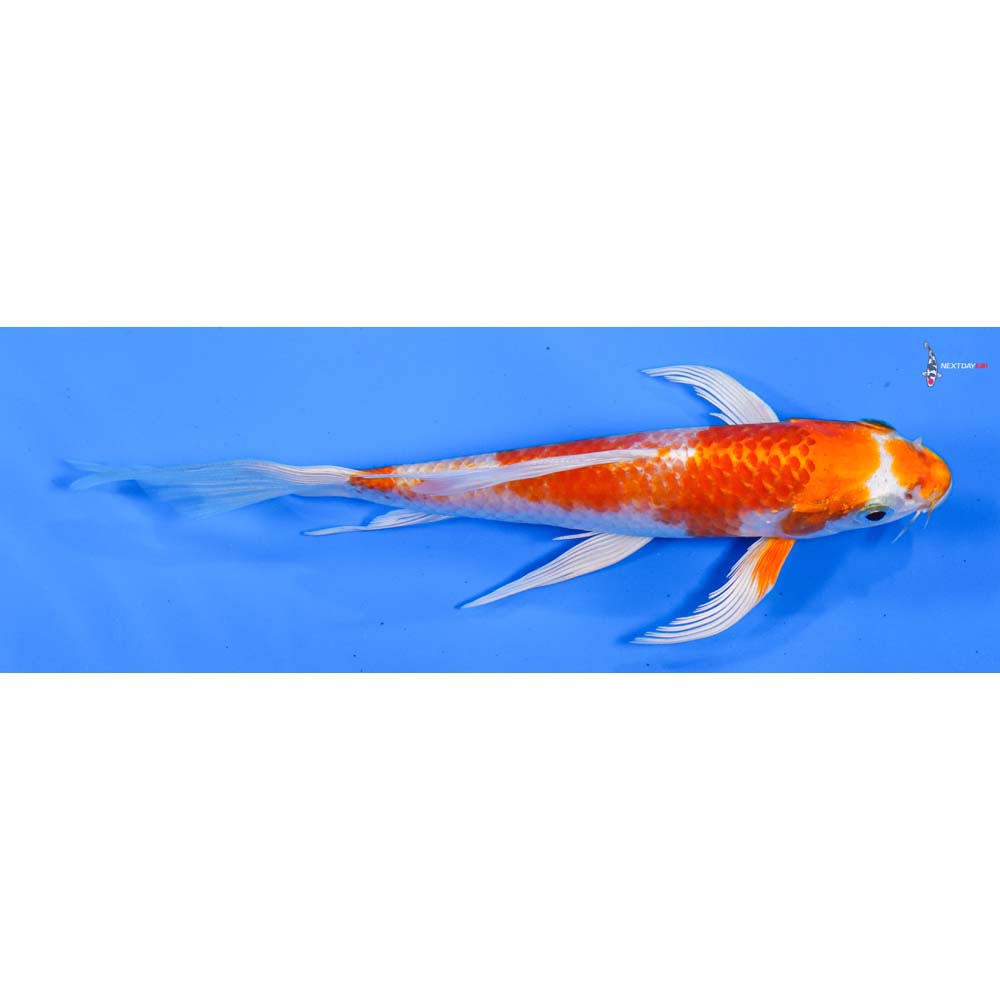 6” Imported Hariwake Butterfly Koi