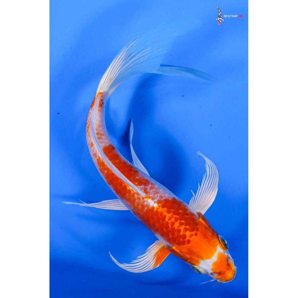 6” Imported Hariwake Butterfly Koi