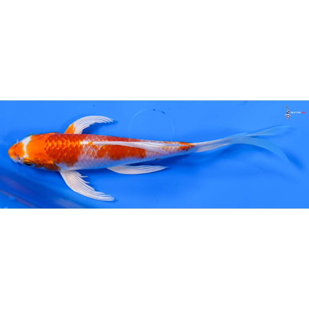 6” Imported Hariwake Butterfly Koi