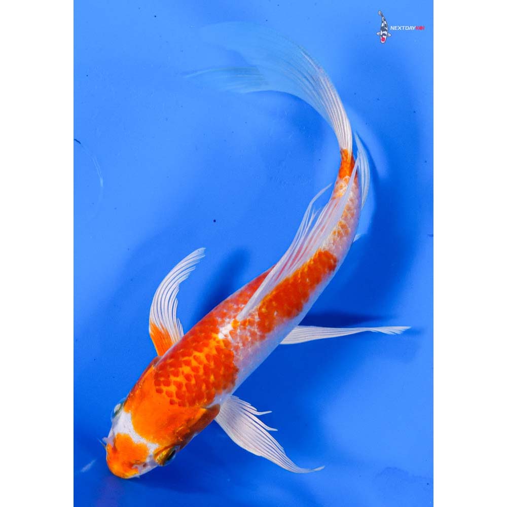 6” Imported Hariwake Butterfly Koi