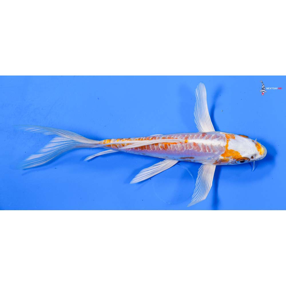 6” Imported Kikusui Butterfly Koi