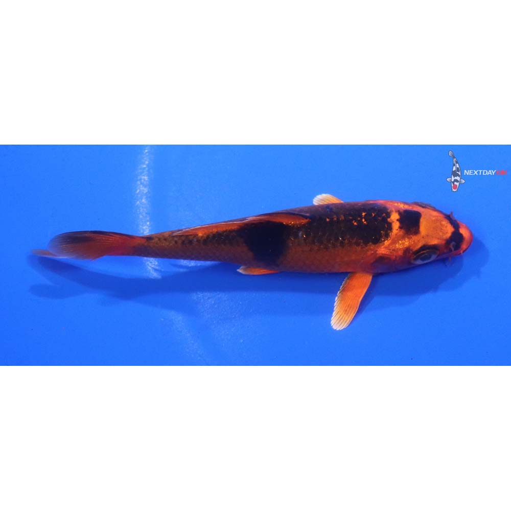 4” Imported Orenji Matsuba