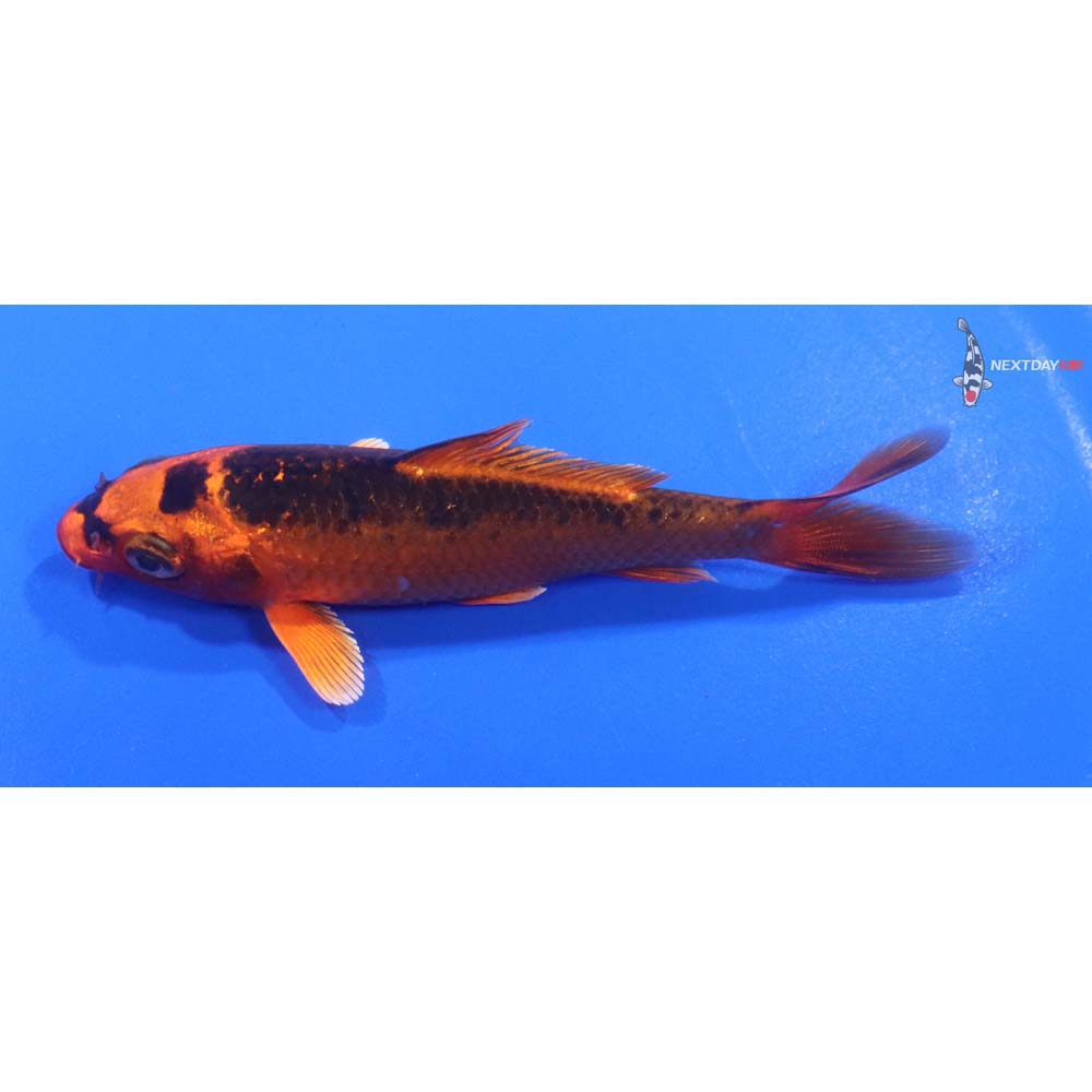 4” Imported Orenji Matsuba