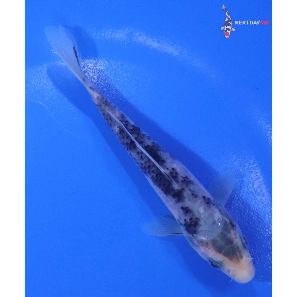 4.5” Imported Matsukawabakke