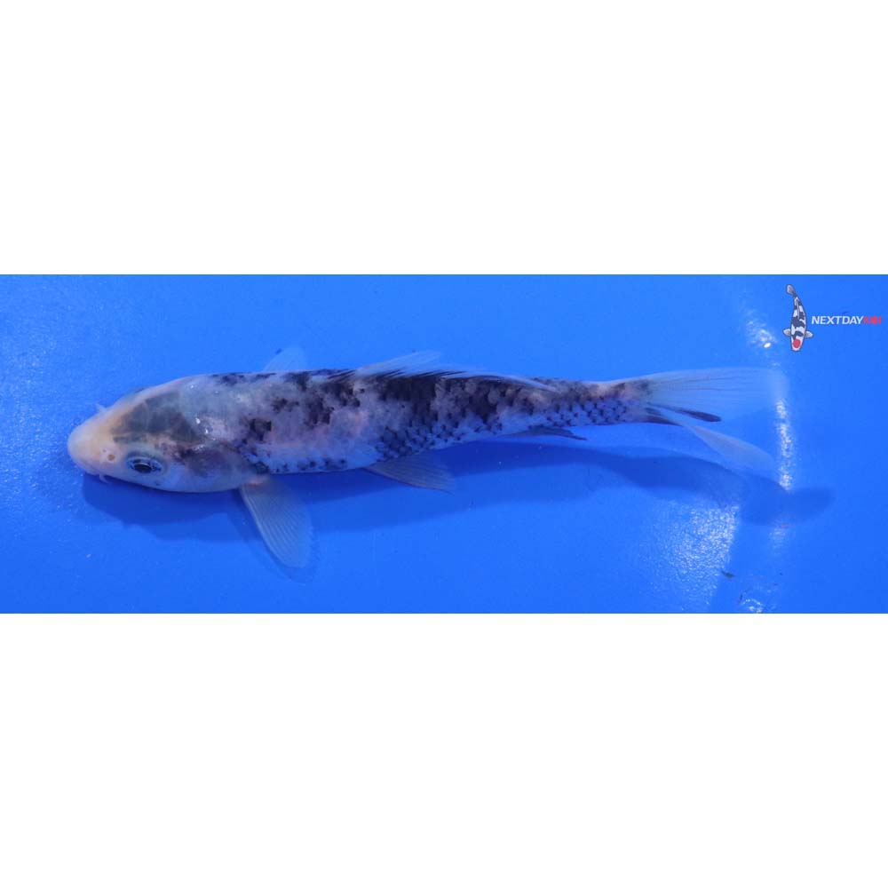 4.5” Imported Matsukawabakke