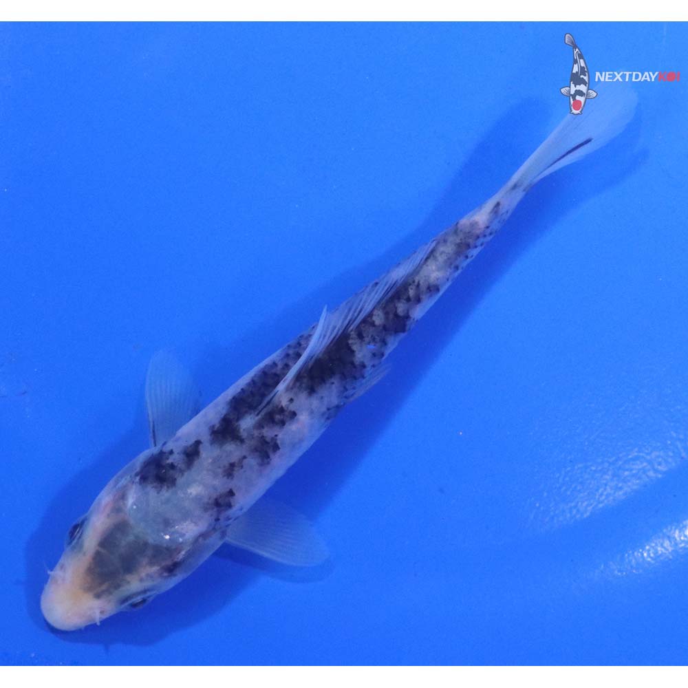 4.5” Imported Matsukawabakke