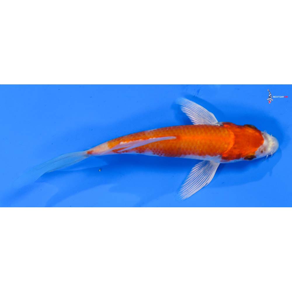 4.5” Imported Hariwake Butterfly Koi