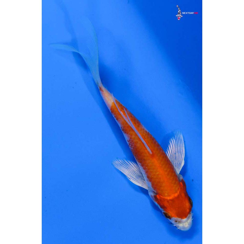 4.5” Imported Hariwake Butterfly Koi