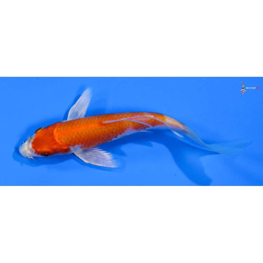 4.5” Imported Hariwake Butterfly Koi