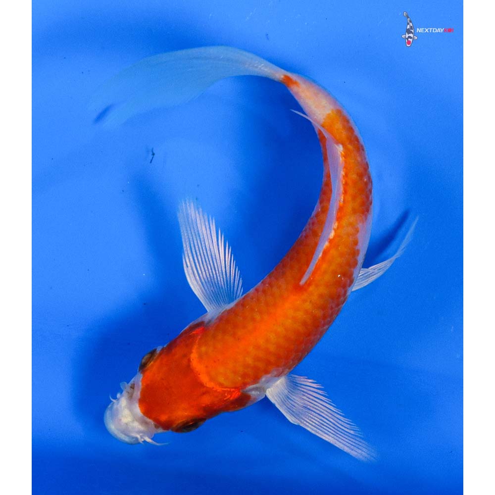 4.5” Imported Hariwake Butterfly Koi