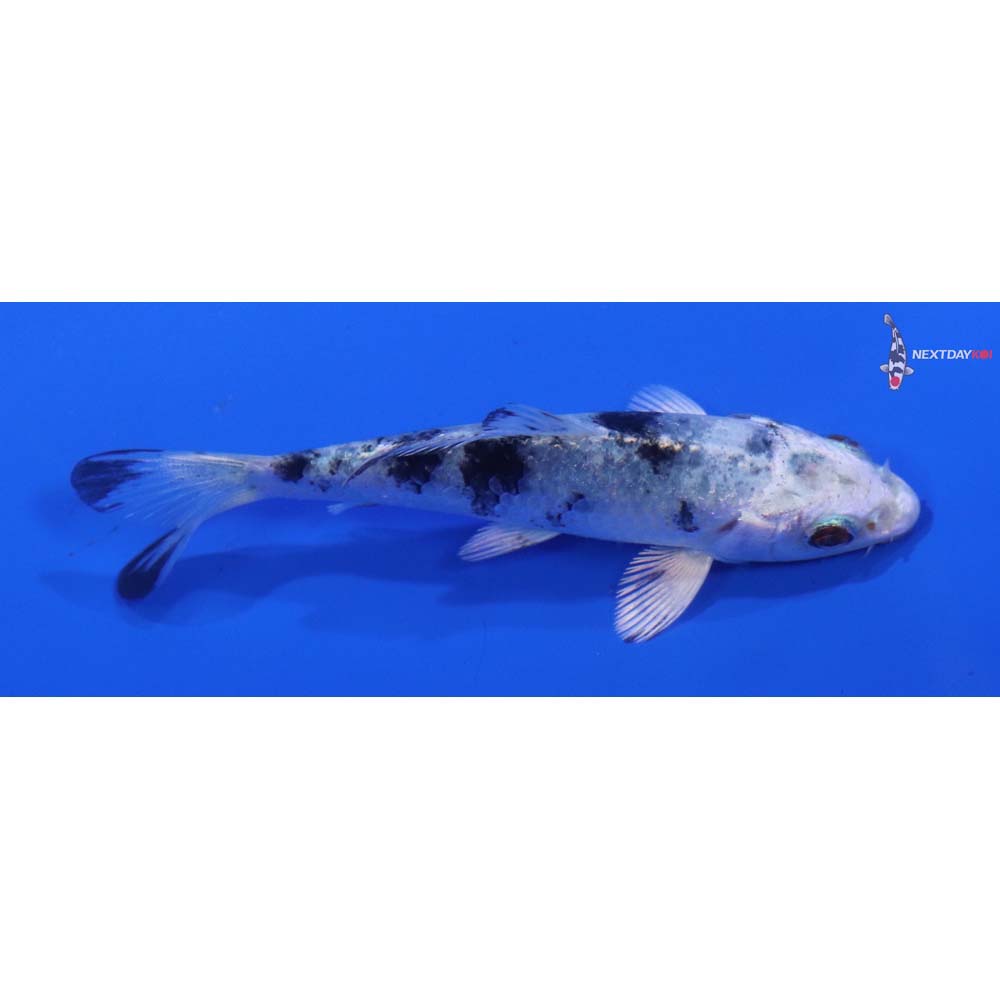 3.5” Imported Gin Shiro Bekko