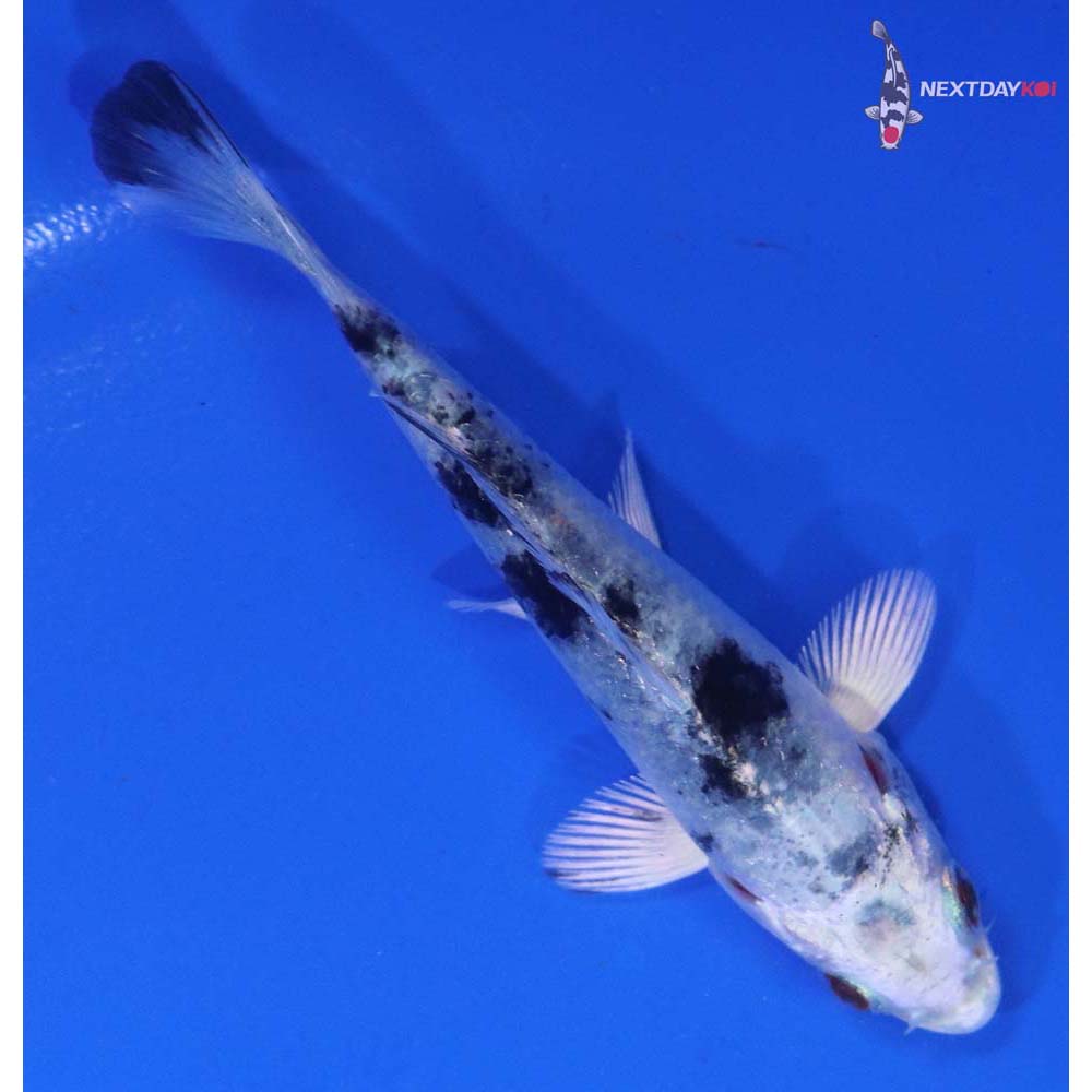 3.5” Imported Gin Shiro Bekko