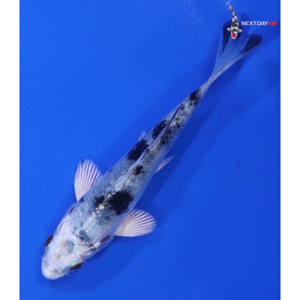 3.5” Imported Gin Shiro Bekko