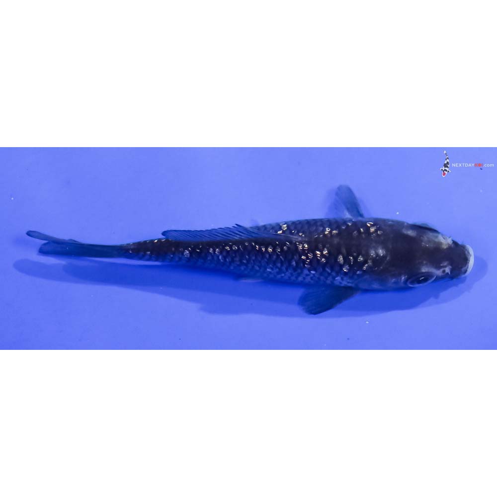 3.5” Imported Gin Rin Soragoi
