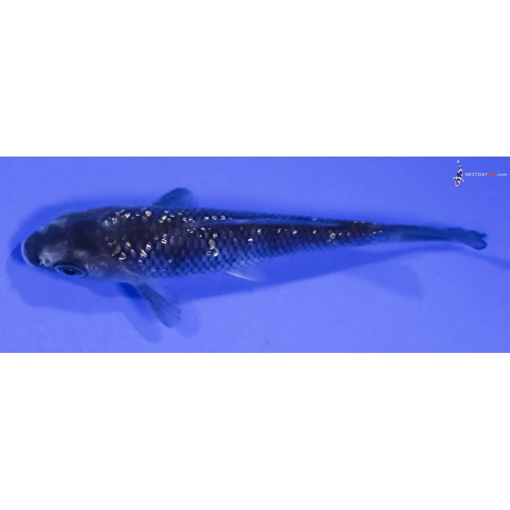 3.5” Imported Gin Rin Soragoi