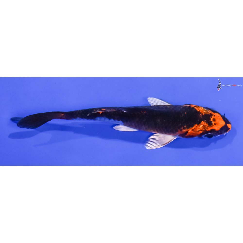 3.5” Imported Kujaku