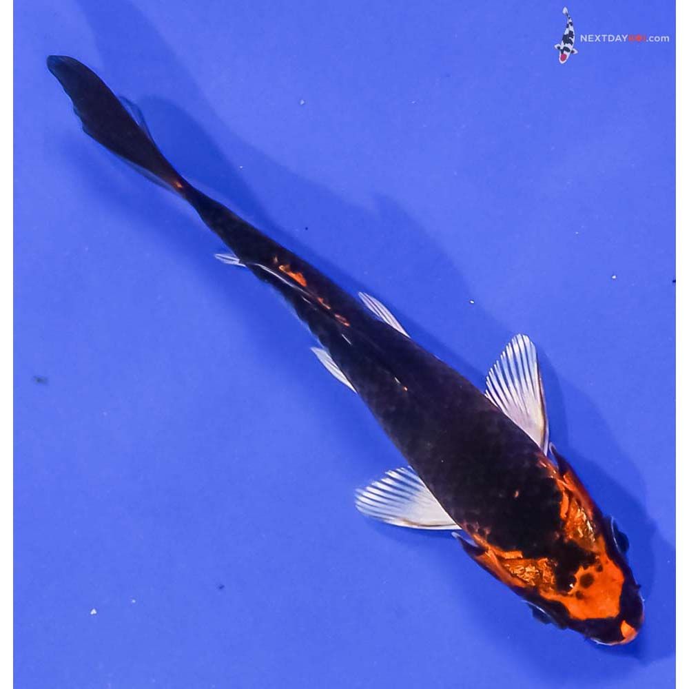 3.5” Imported Kujaku