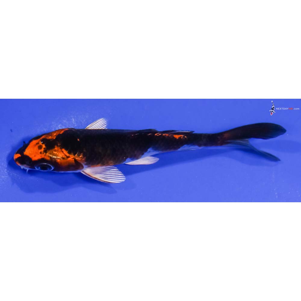 3.5” Imported Kujaku