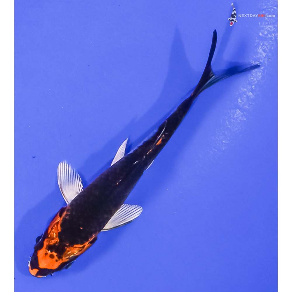 3.5” Imported Kujaku