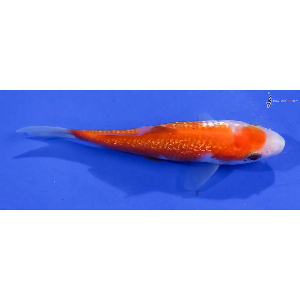 3.5” Imported Gin Rin Kohaku