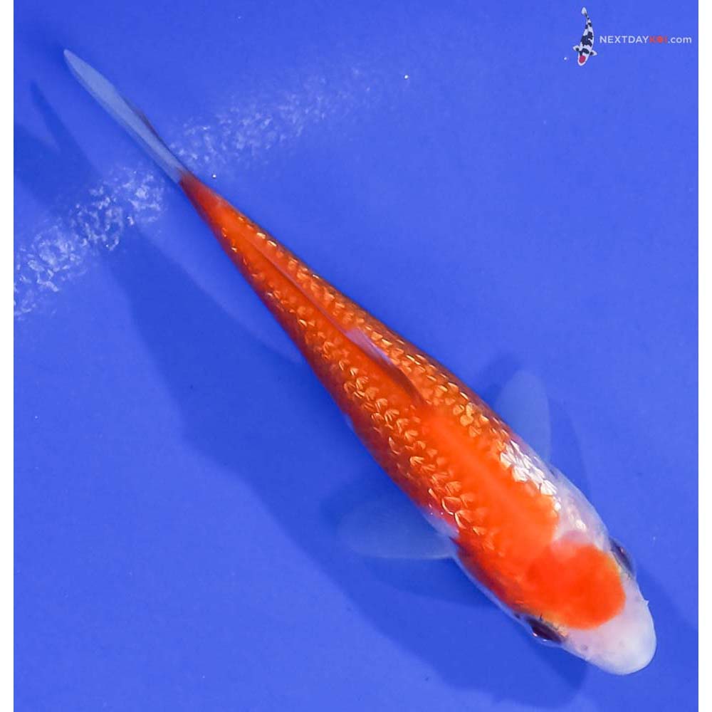 3.5” Imported Gin Rin Kohaku