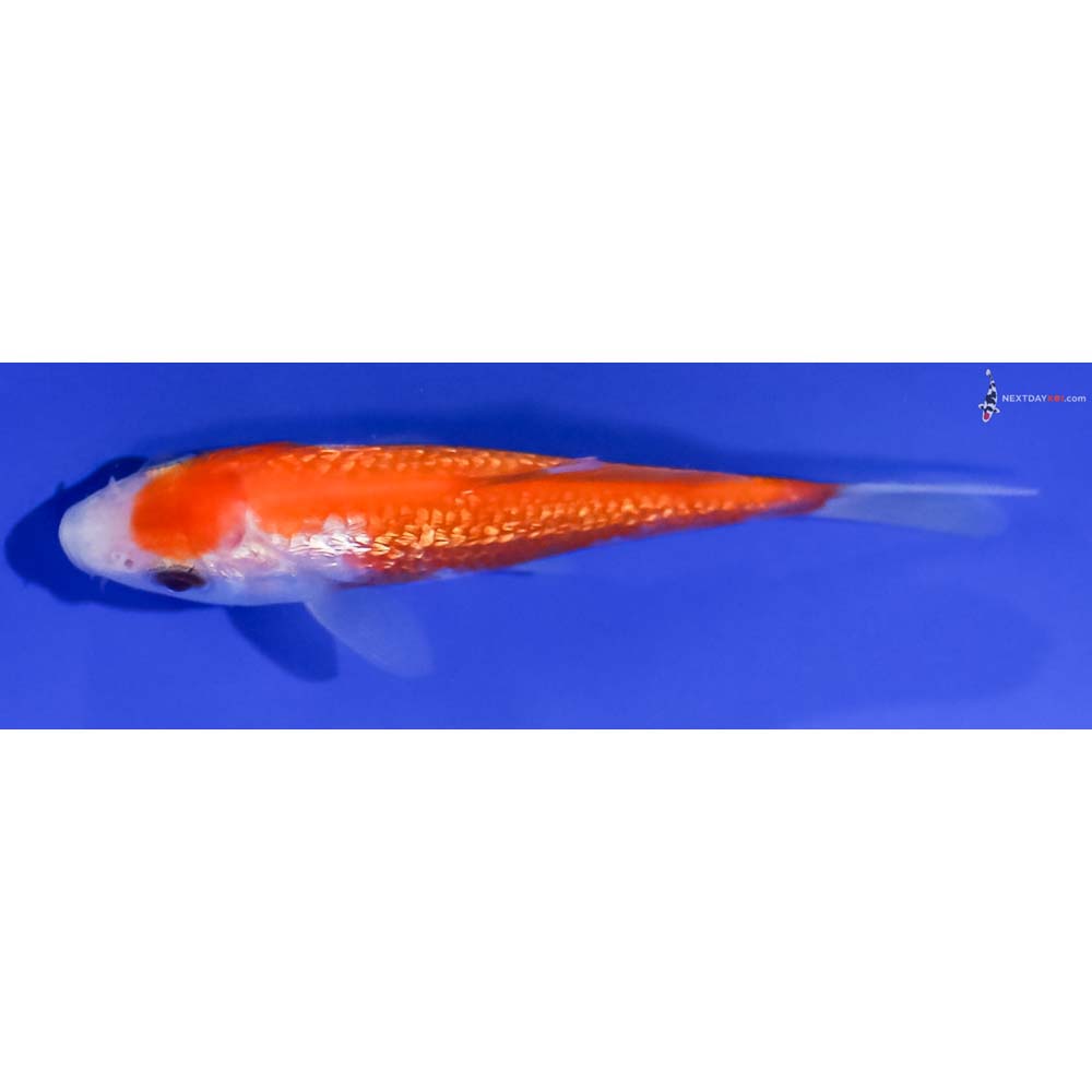 3.5” Imported Gin Rin Kohaku