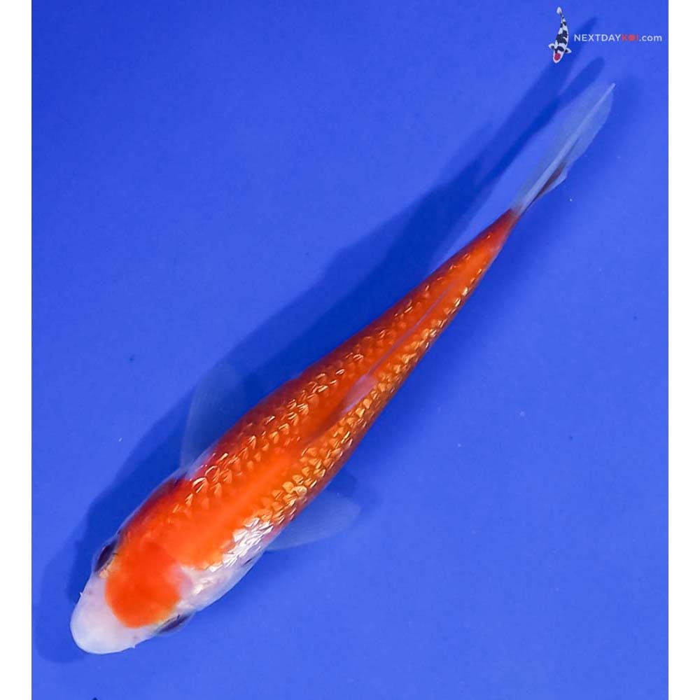 3.5” Imported Gin Rin Kohaku