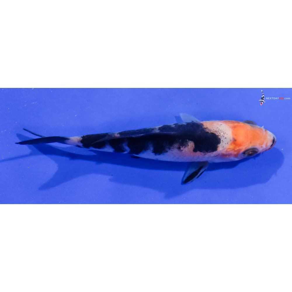 3.5” Imported Sanke