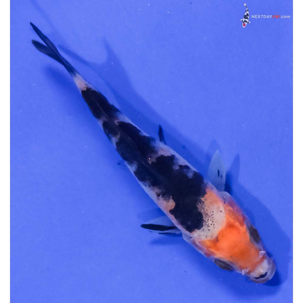 3.5” Imported Sanke