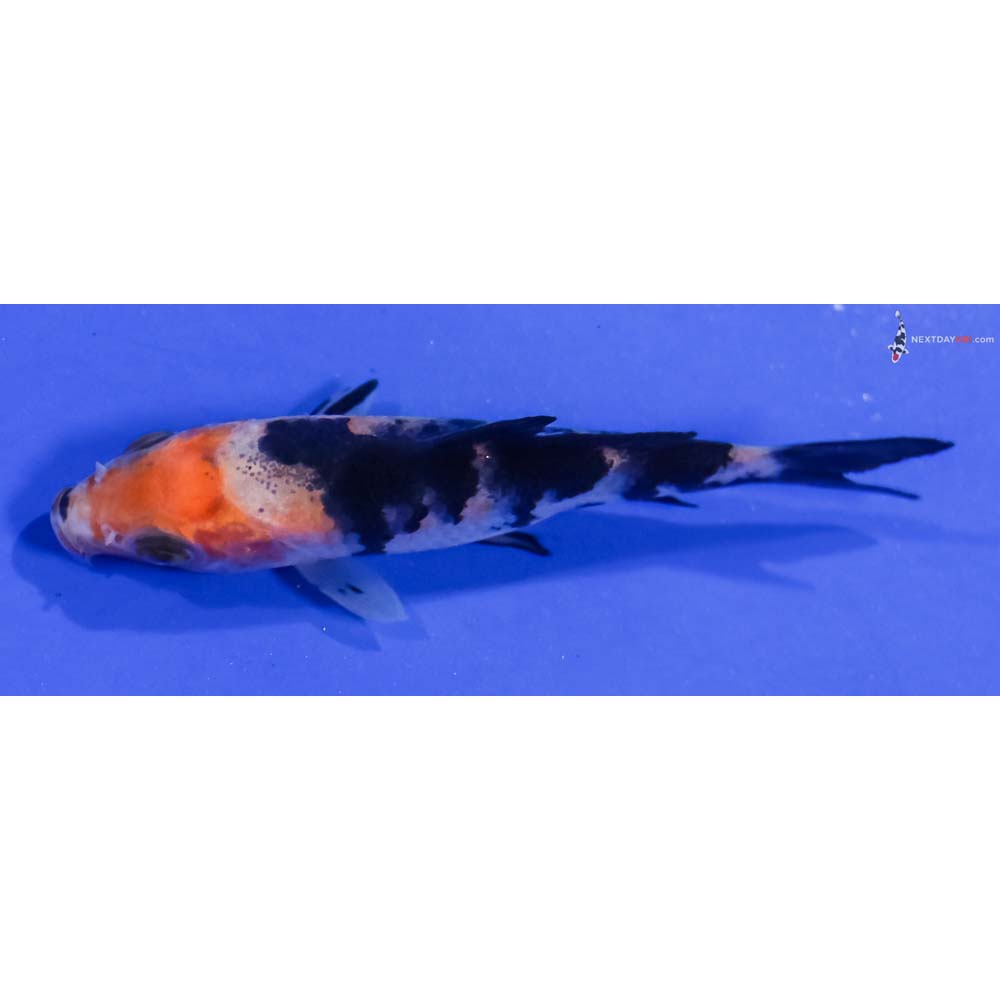 3.5” Imported Sanke