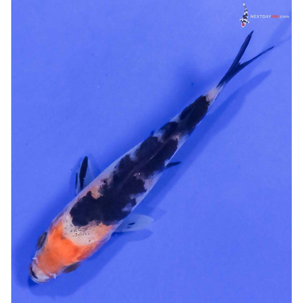 3.5” Imported Sanke