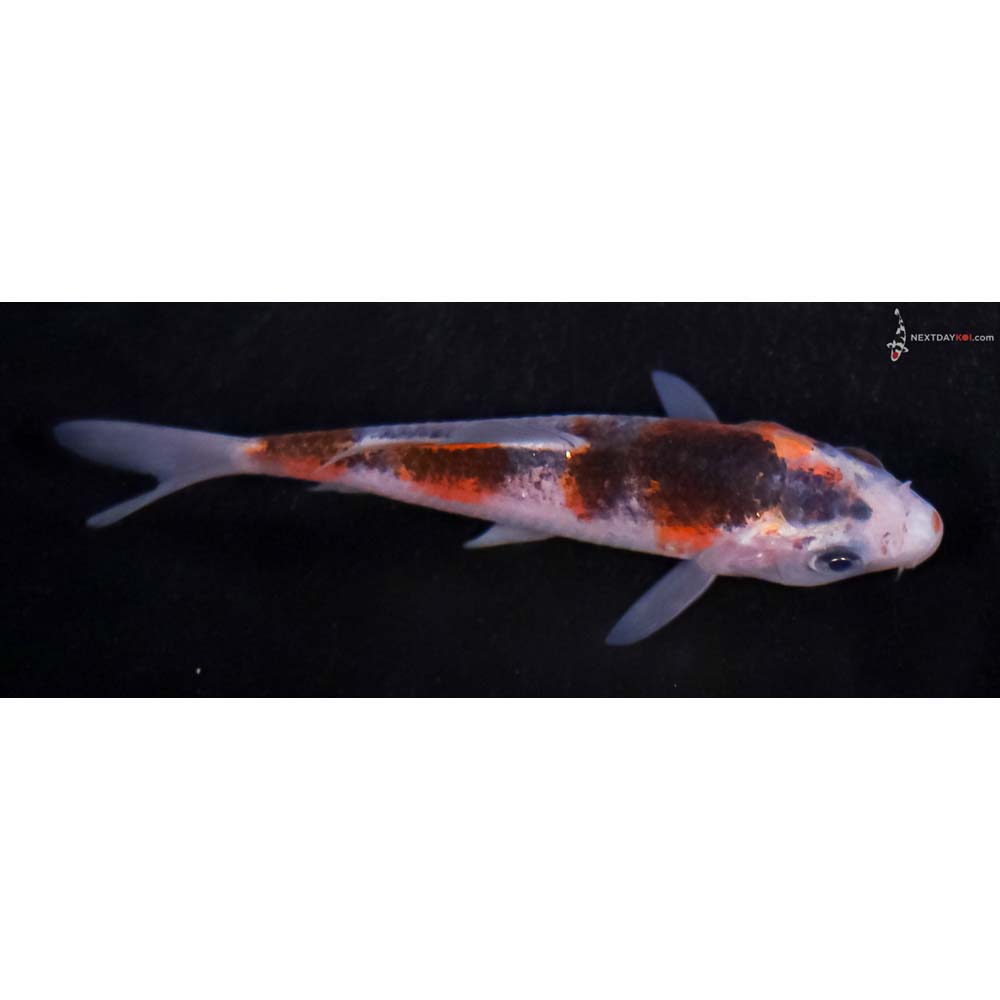 3.5” Imported Goromo
