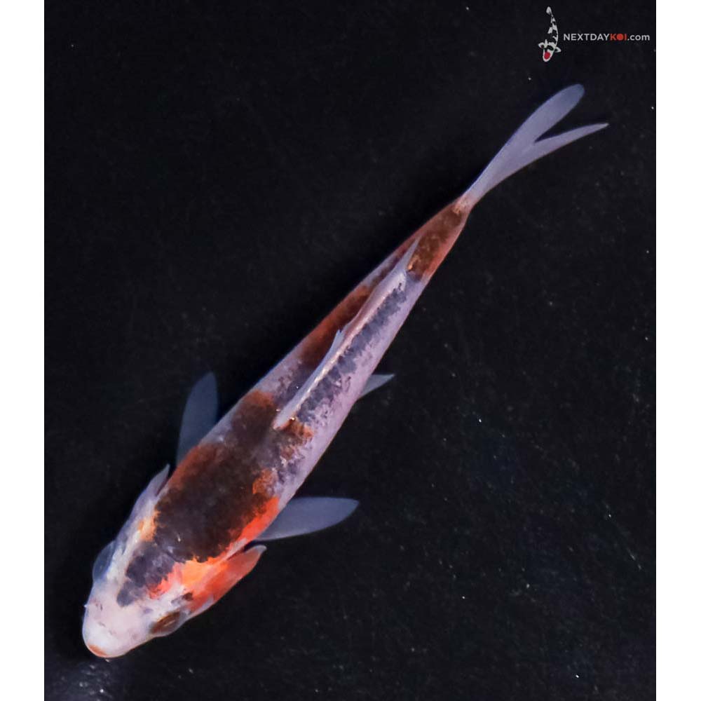 3.5” Imported Goromo