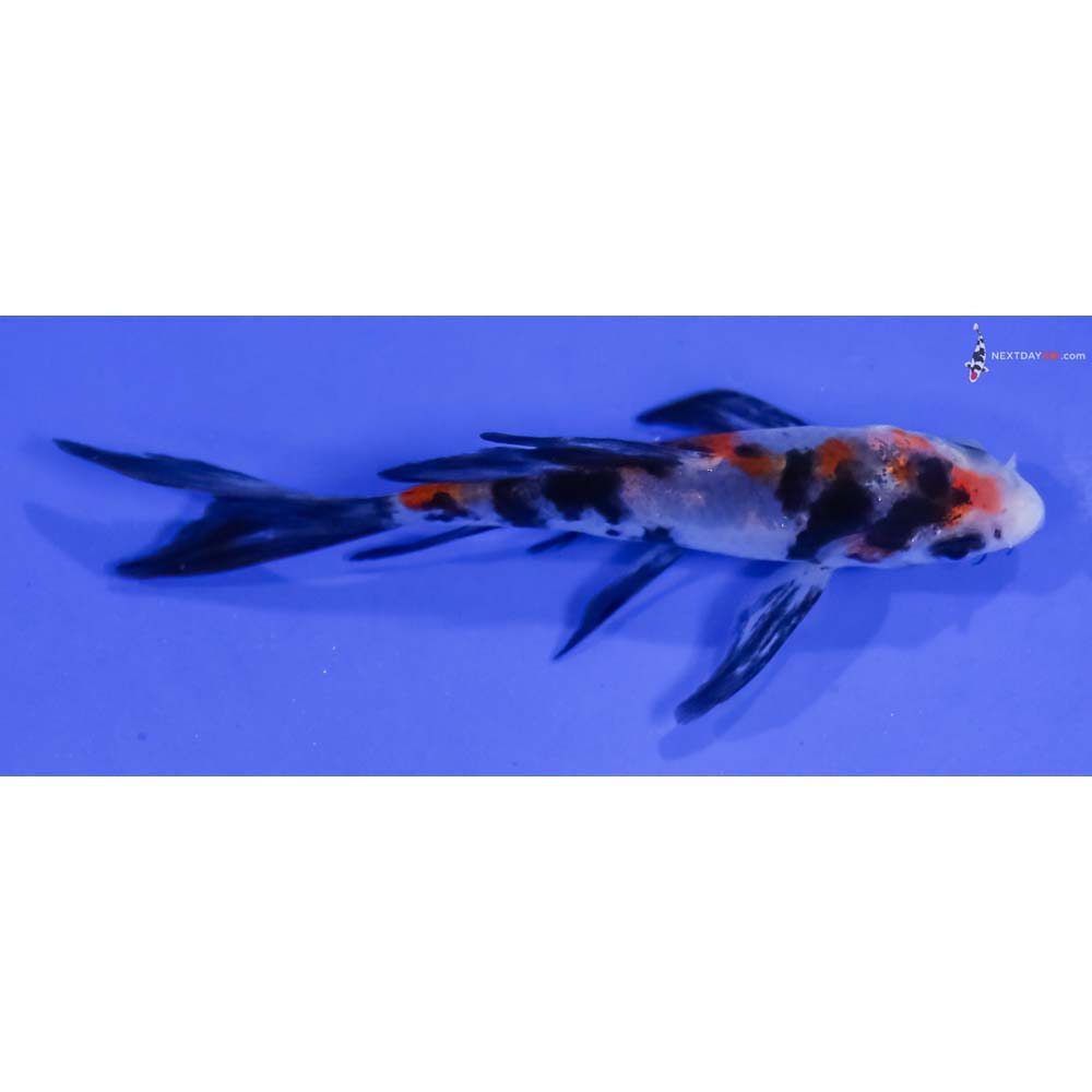 3.5” Imported Sanke Butterfly Koi