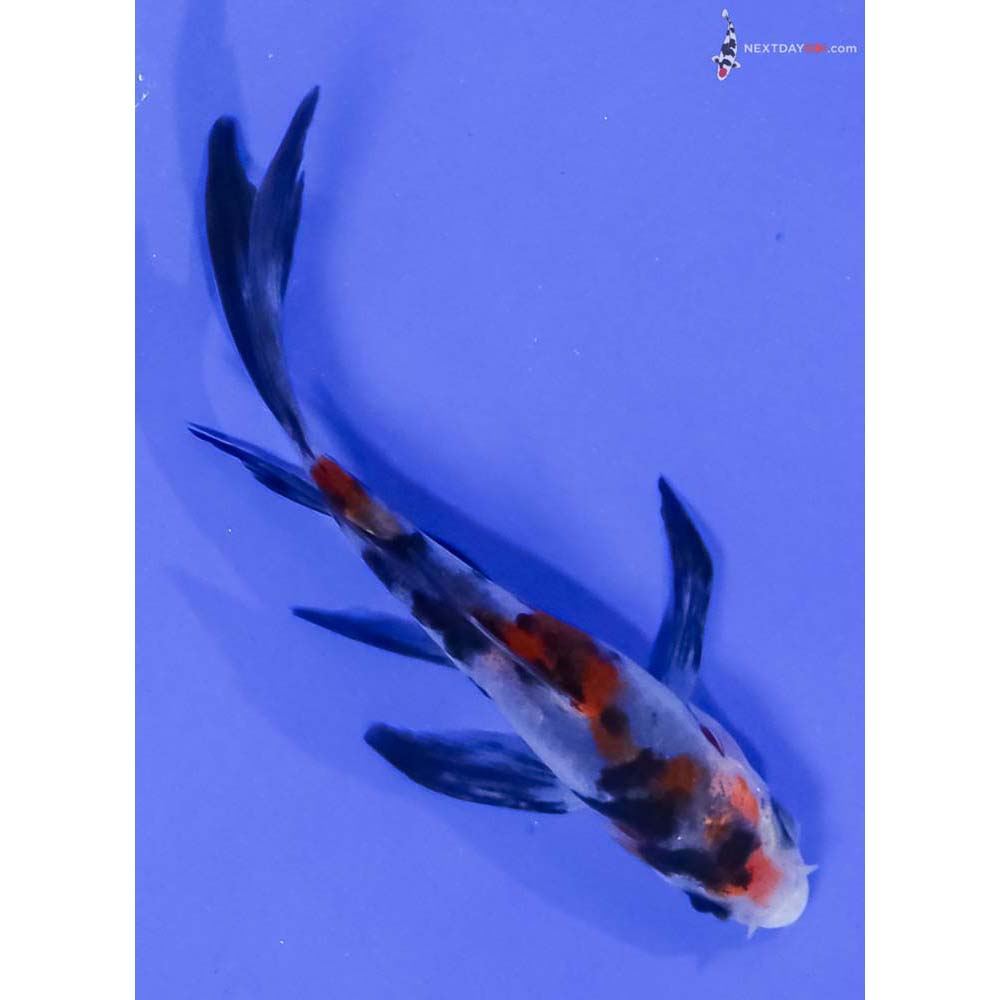 3.5” Imported Sanke Butterfly Koi