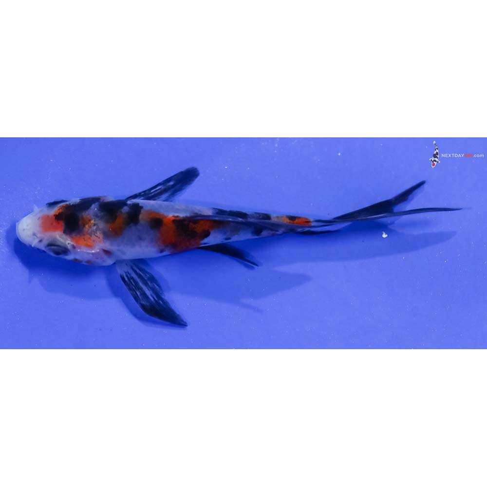 3.5” Imported Sanke Butterfly Koi