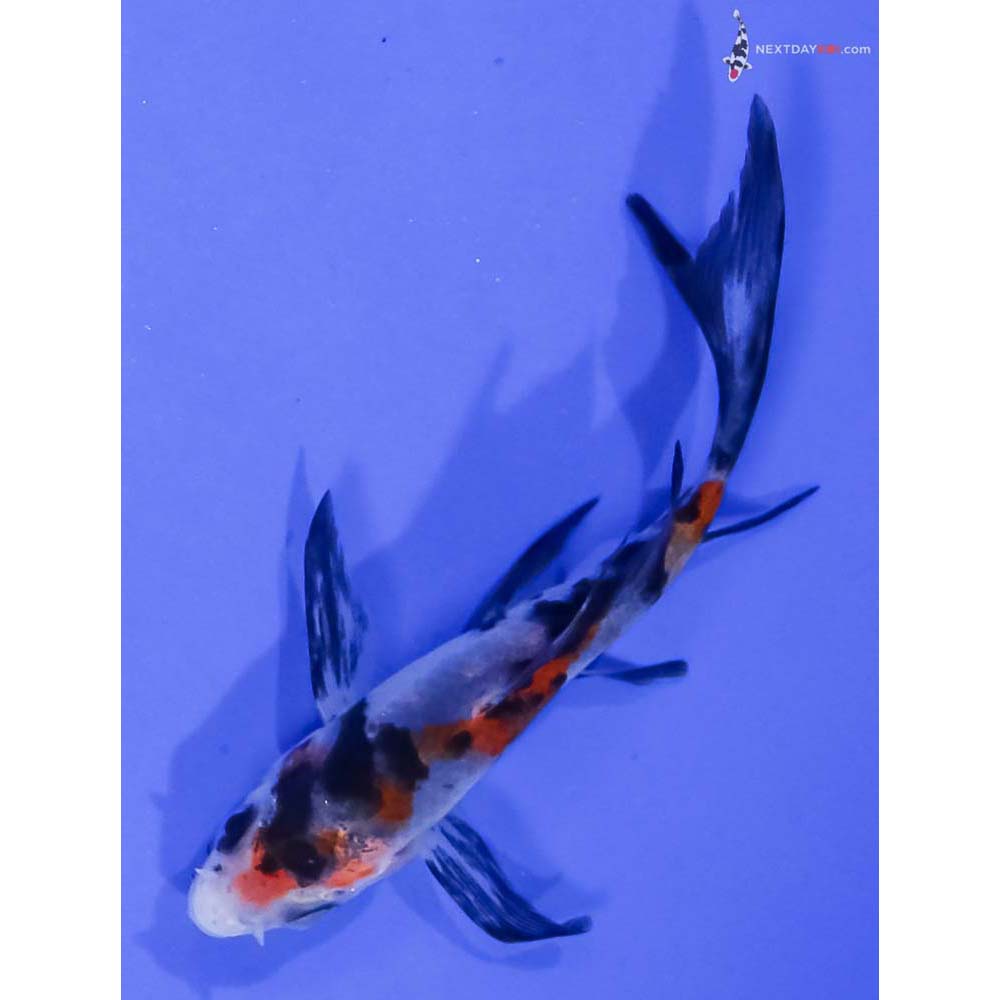 3.5” Imported Sanke Butterfly Koi