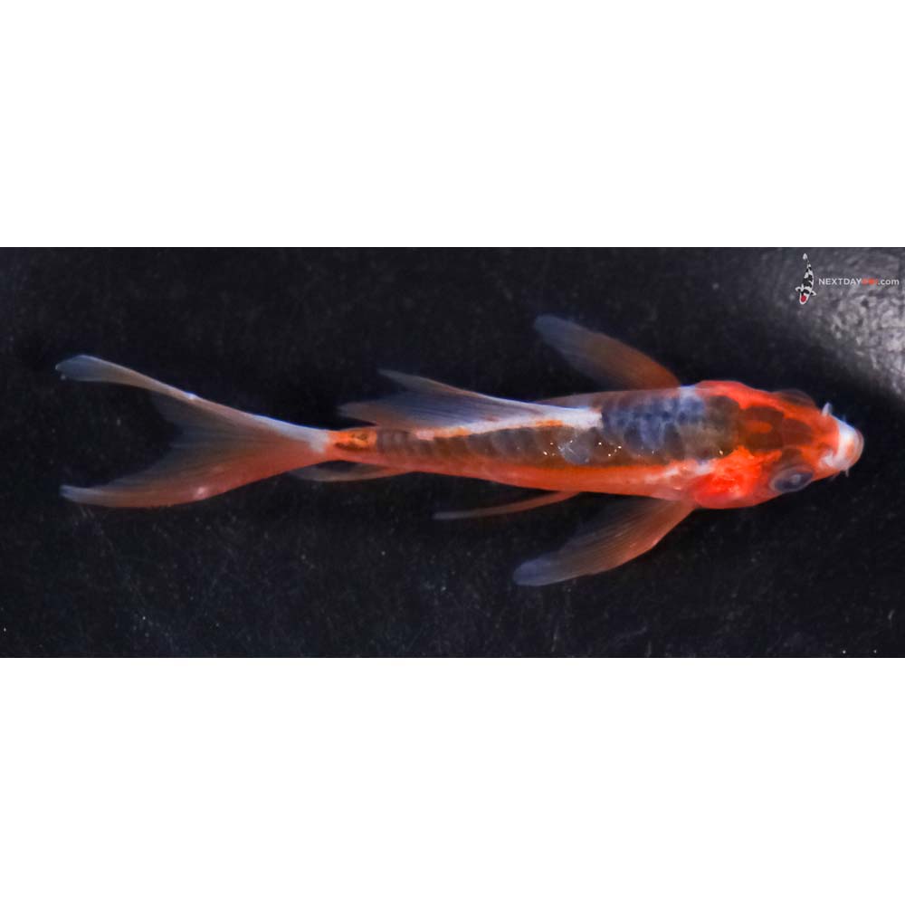 3” Imported Shusui Butterfly Koi