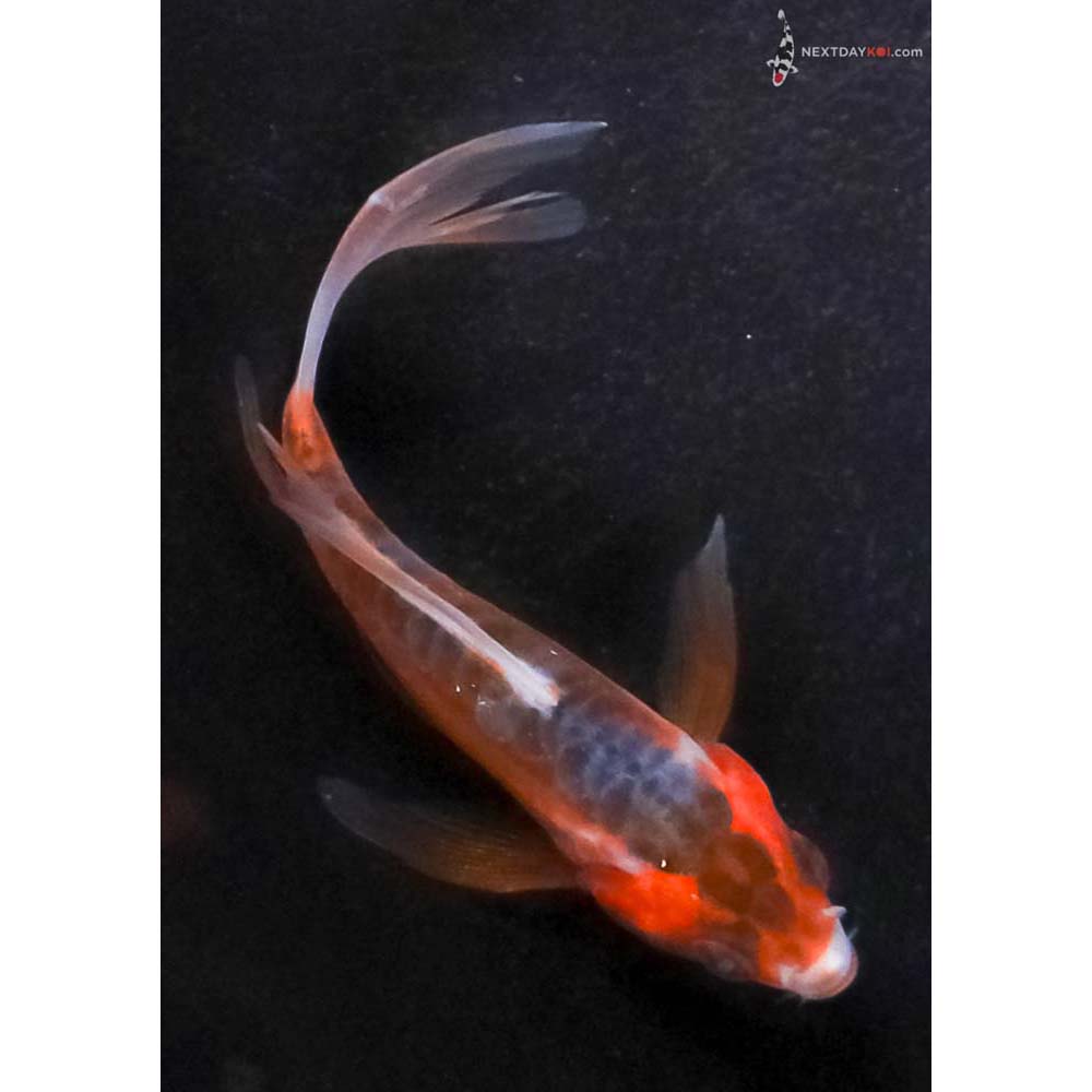 3” Imported Shusui Butterfly Koi