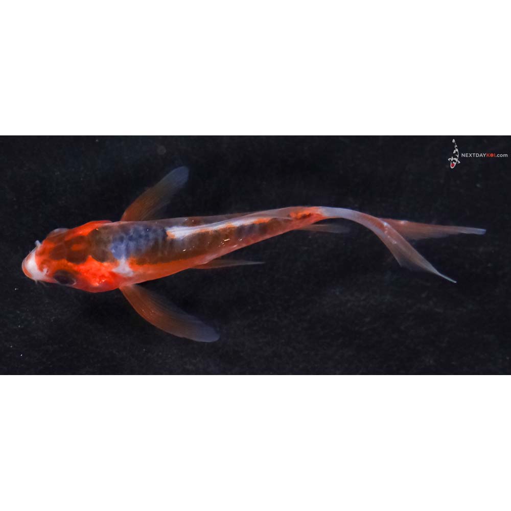 3” Imported Shusui Butterfly Koi