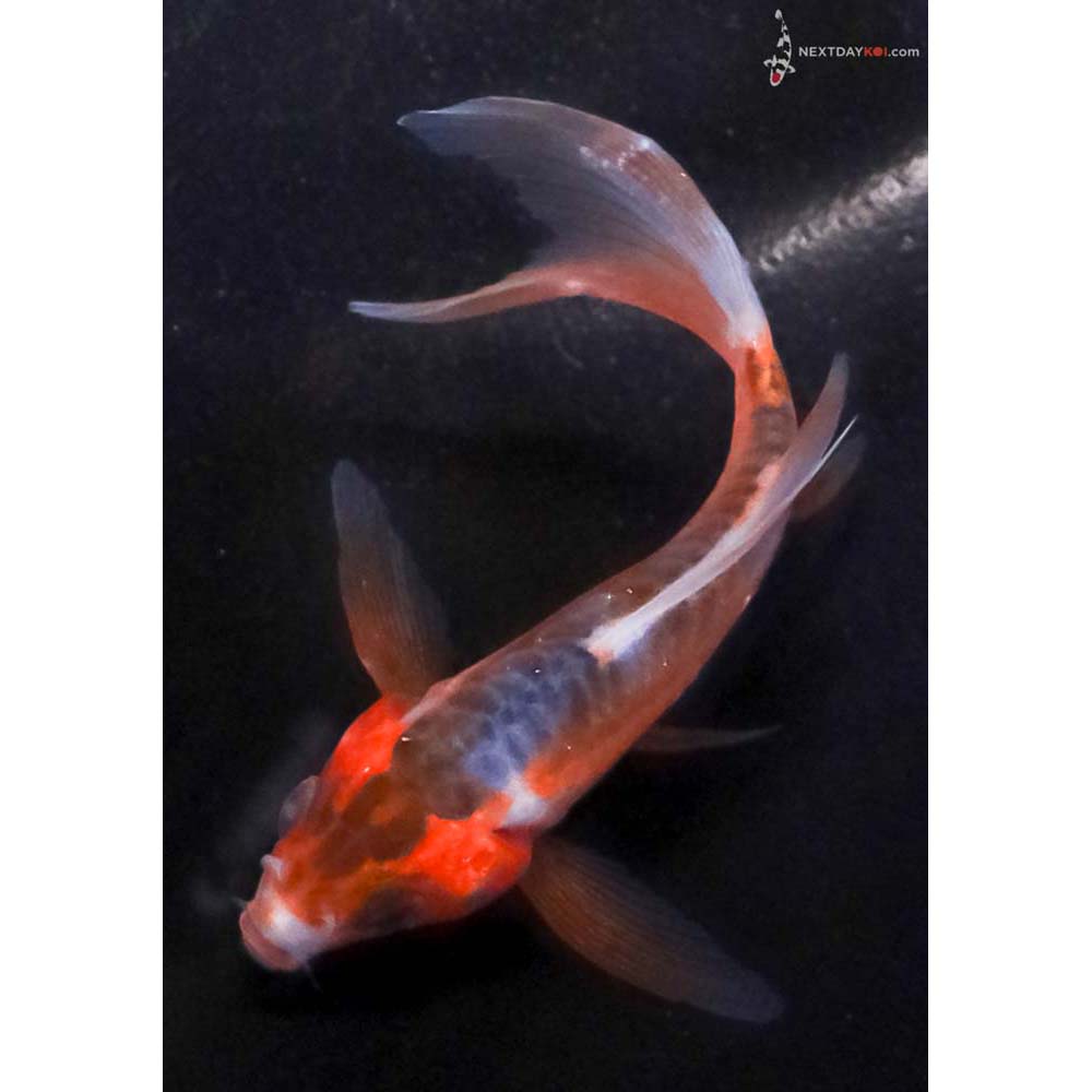 3” Imported Shusui Butterfly Koi