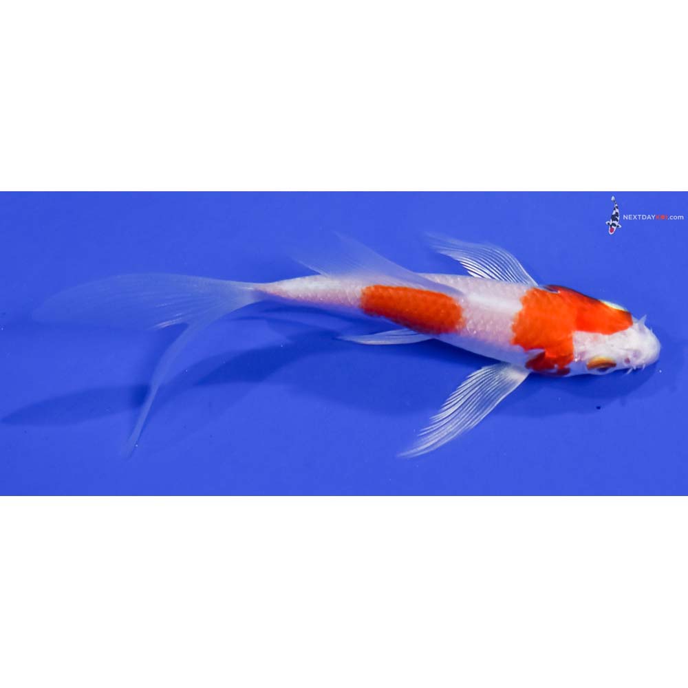 4” Imported Hariwake Butterfly Koi